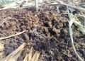 Can You Compost Dog Poop