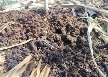 Can You Compost Dog Poop