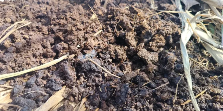 Can You Compost Dog Poop