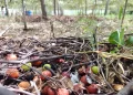 How to Fix Smelly Compost