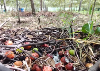 How to Fix Smelly Compost