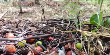 How to Fix Smelly Compost