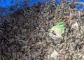 Maggots in Compost