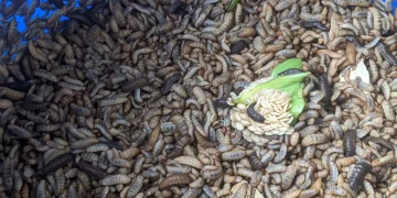 Maggots in Compost