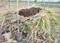 The Ultimate Compost Troubleshooting Guide