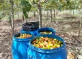 What to Put in Compost