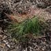 can you compost pine needles