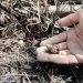 Bugs in Compost Bin