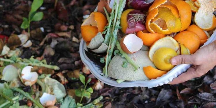 Can You Compost Citrus Peels
