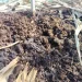 Can You Compost Dog Poop
