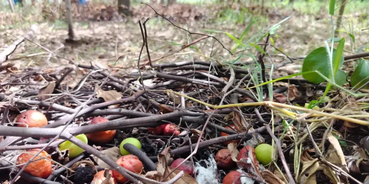 How to Fix Smelly Compost