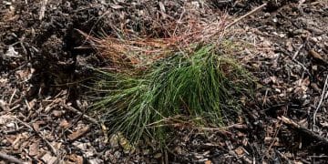 can you compost pine needles